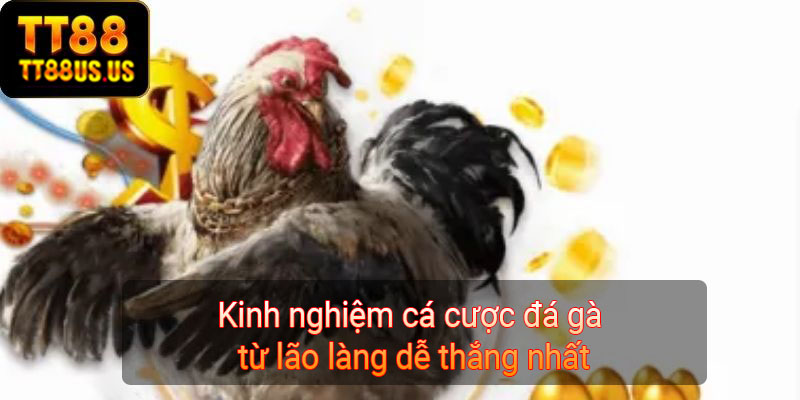 Kinh nghiệm cá cược đá gà từ lão làng dễ thắng nhất