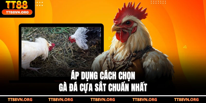 Áp dụng cách chọn gà đá cựa sắt chuẩn nhất