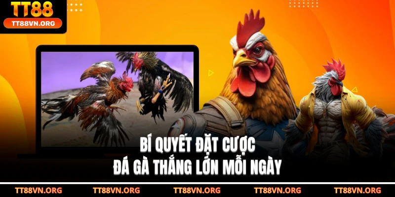 Bí quyết đặt cược đá gà thắng lớn mỗi ngày