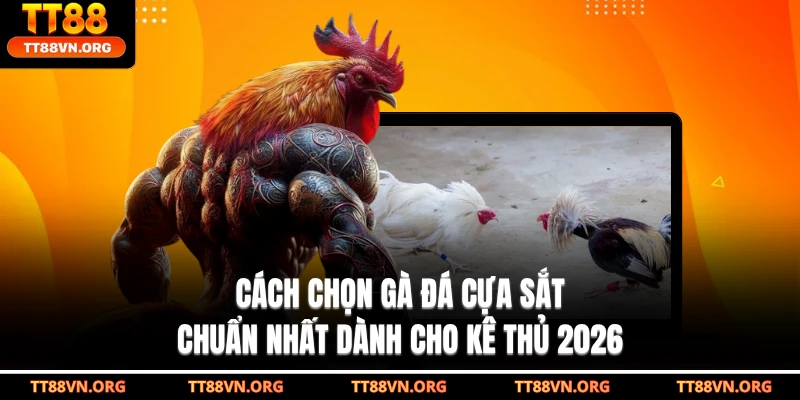 Cách Chọn Gà Đá Cựa Sắt Chuẩn Nhất Dành Cho Kê Thủ 2026