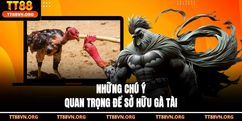 Những chú ý quan trọng để sở hữu gà tài